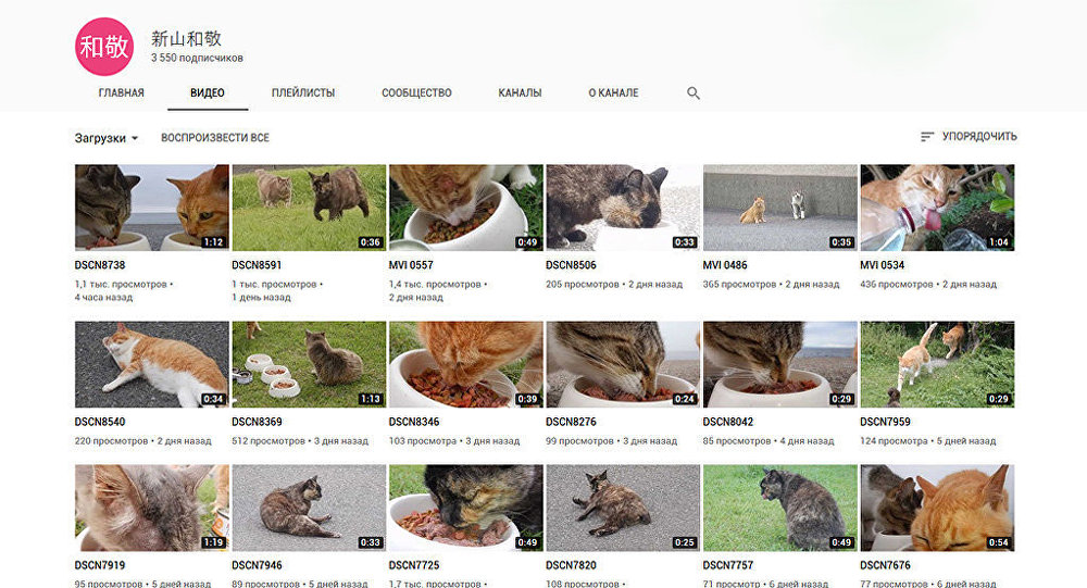 一名日本人在YouTube发布2万多个猫视频