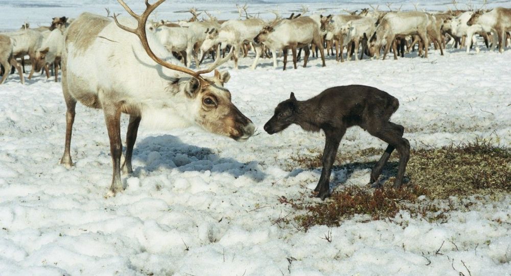 学者：气候变化导致挪威斯匹次卑尔根群岛大批驯鹿死亡