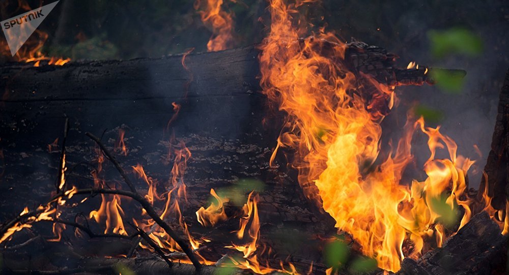 俄总检察院：伊尔库茨克州放火是为了掩盖非法伐木