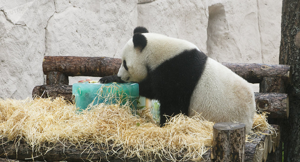 冰制蛋糕和舞龙：莫斯科动物园如何为大熊猫庆祝生日