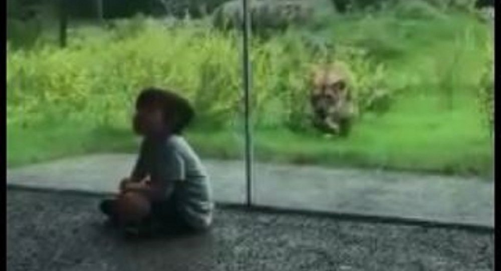令人害怕的视频：母狮疯狂地击打窗玻璃只因那边有小孩