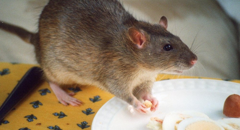 老鼠帮助找到治疗酒精中毒的新方法