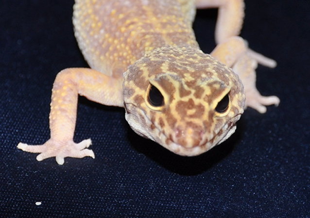 科学家利用基因编辑技术培育出白化蜥蜴