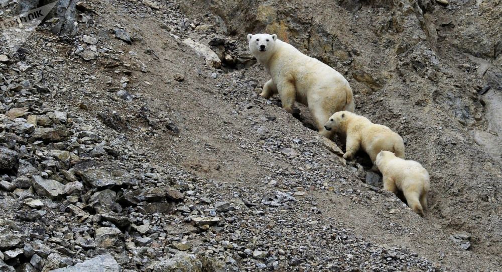 俄罗斯将首次完全统计北极熊的数量