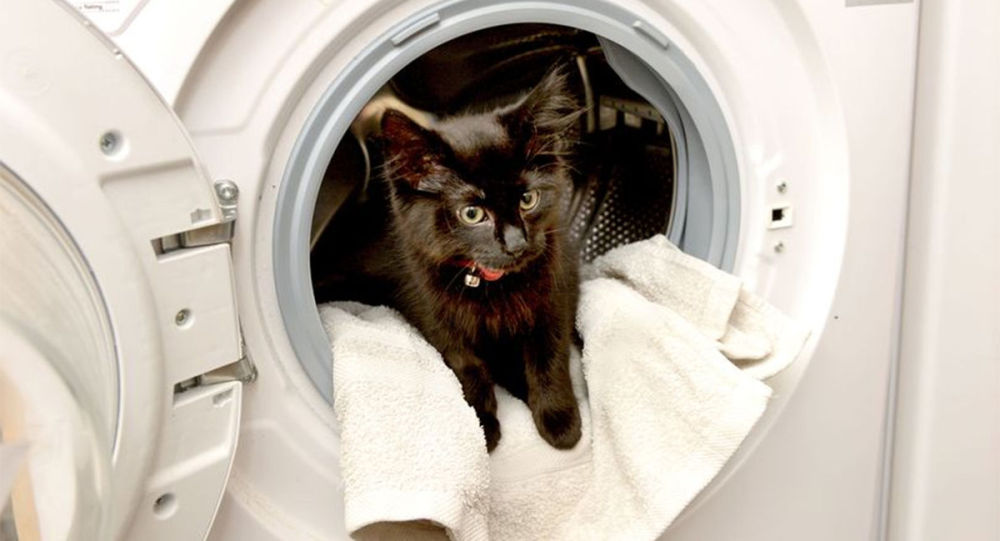 澳大利亚一只猫出现在运转中的洗衣机中且幸存下来