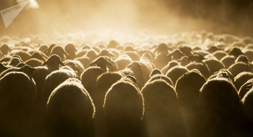 法国阿尔卑斯山暴雪致六千只绵羊被困