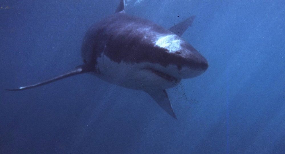 澳大利亚一男子死于鲨鱼袭击