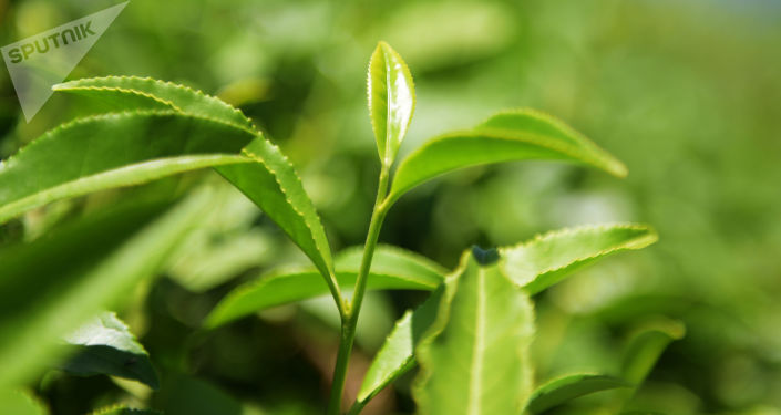 茶树
