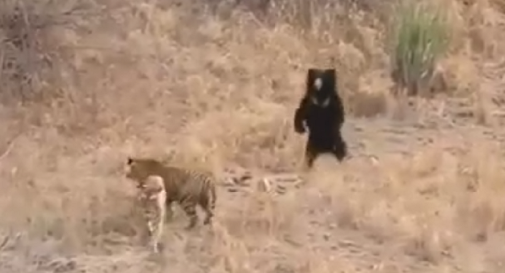 老虎吓唬熊