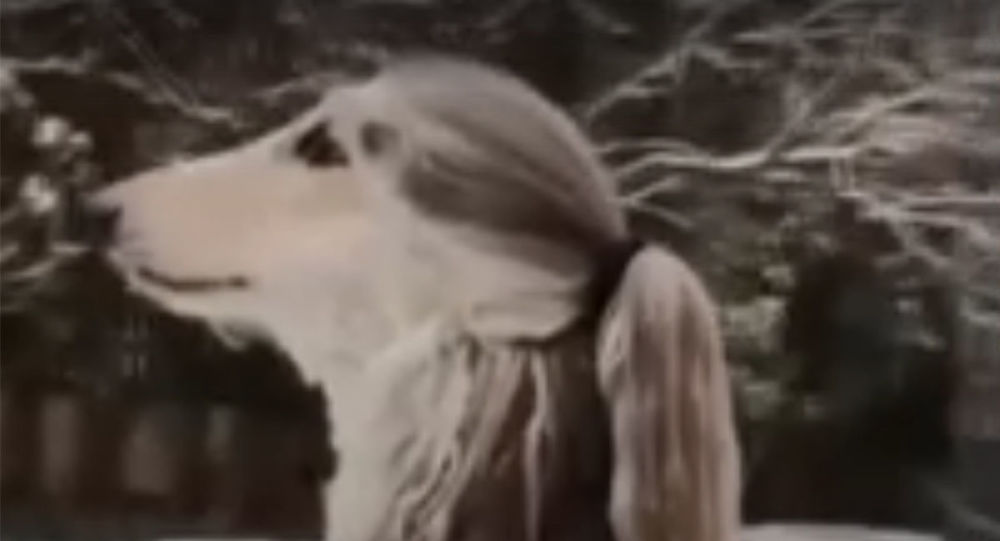 阿富汗猎犬展示其迷人的发型