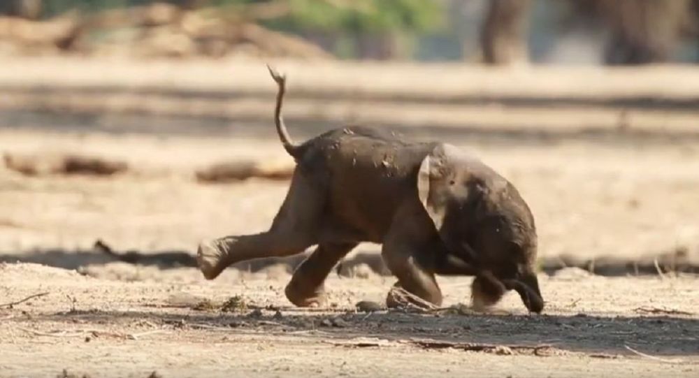 新出生的小象学走路