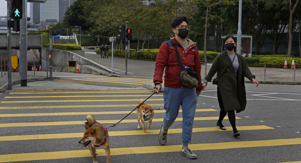 专家认为香港一只狗可能是从人身上感染新冠病毒