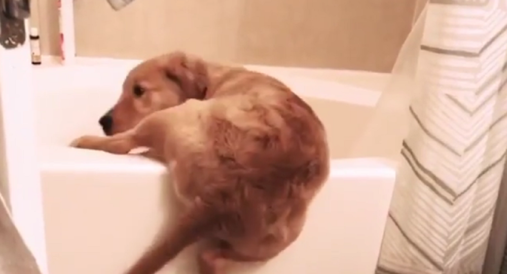 笨拙的金毛陷在浴缸里