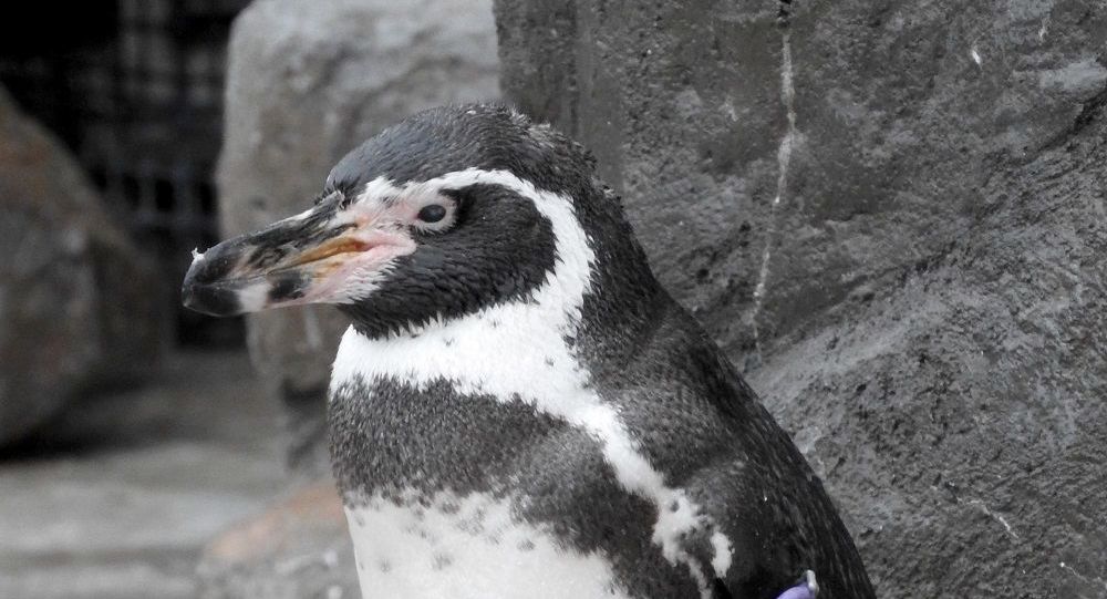 最老的雌性国王企鹅离世 寿命46岁