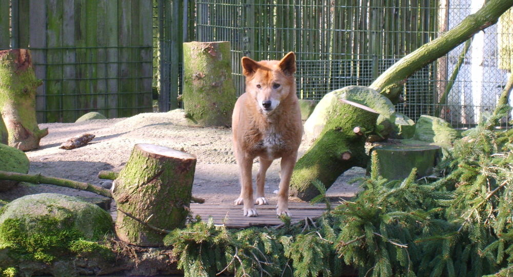 新西兰民众向动物园捐款超15万美元