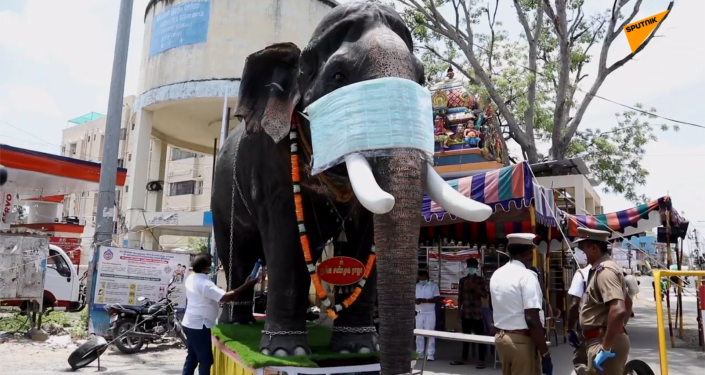 印度警方给大象模型戴口罩 以提高公众防疫意识