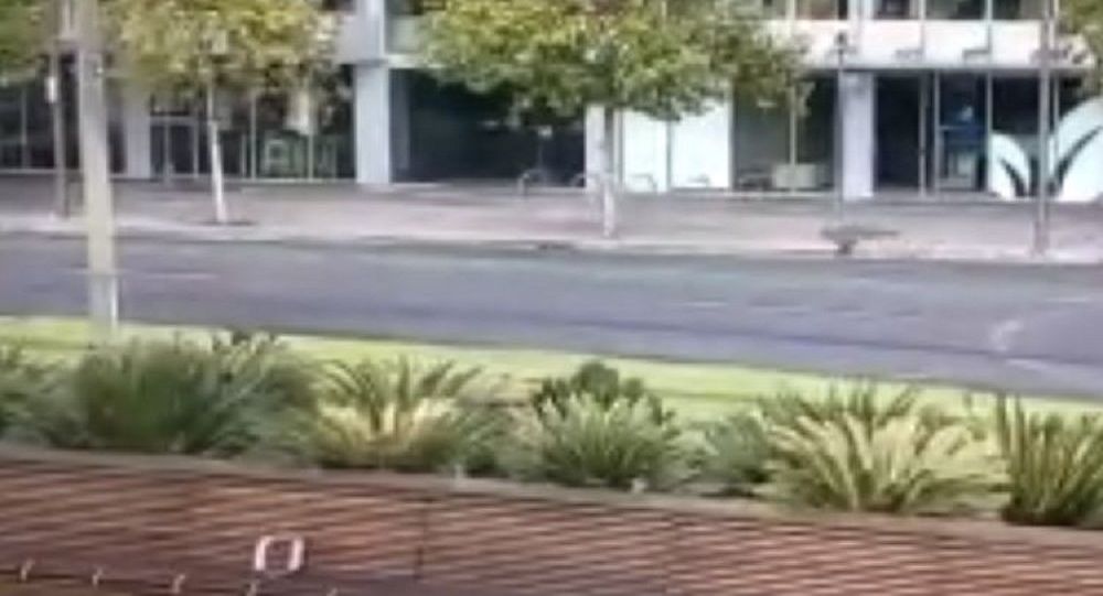 澳大利亚袋鼠在空荡荡的街上跳来跳去