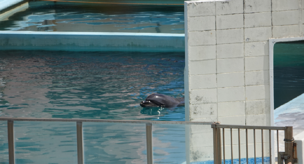 世界上最孤独的海豚死亡
