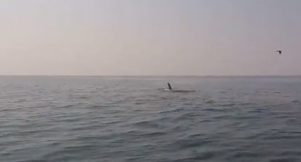 俄萨哈林皮划艇运动员被三头虎鲸“包围”