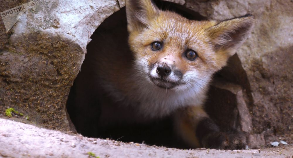 纯英国邻居:英国街道上的城市狐狸