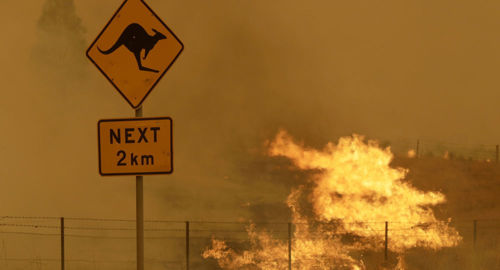 2019-2020年的澳大利亚山火致30亿只野生动物死亡