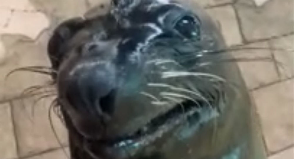 海狮对着镜头微笑