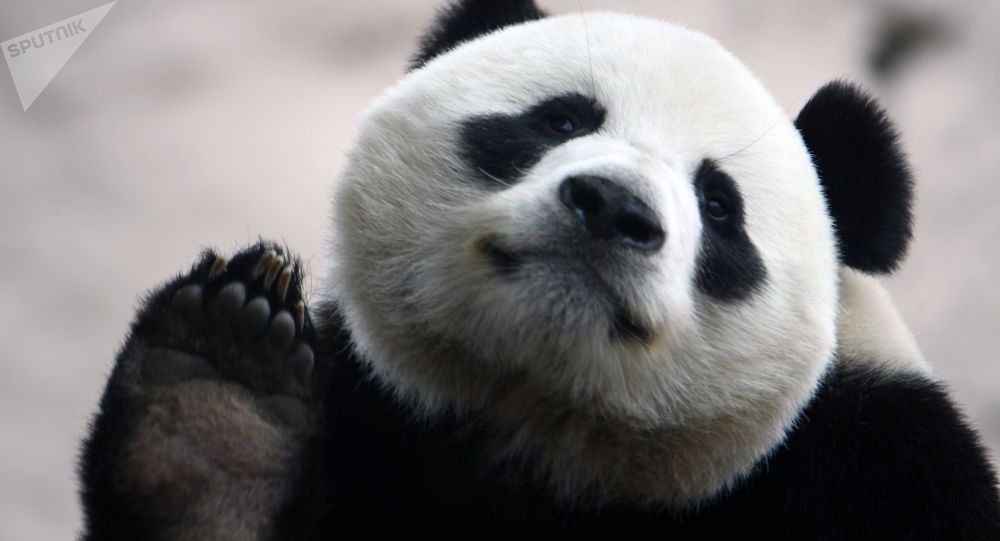 莫斯科动物园讲述中国竹子断供期间如何喂养大熊猫