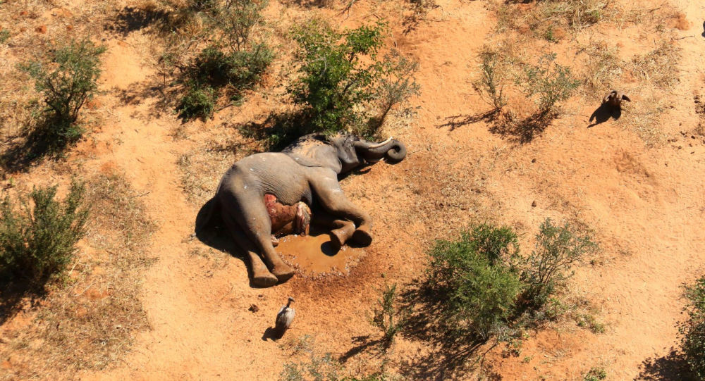 博茨瓦纳大象死因成谜 三国实验室将研究处理