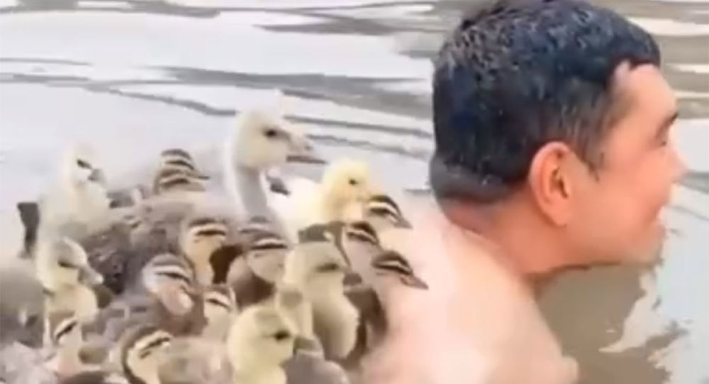 “鸭爸爸”：中国人背负一群鸭