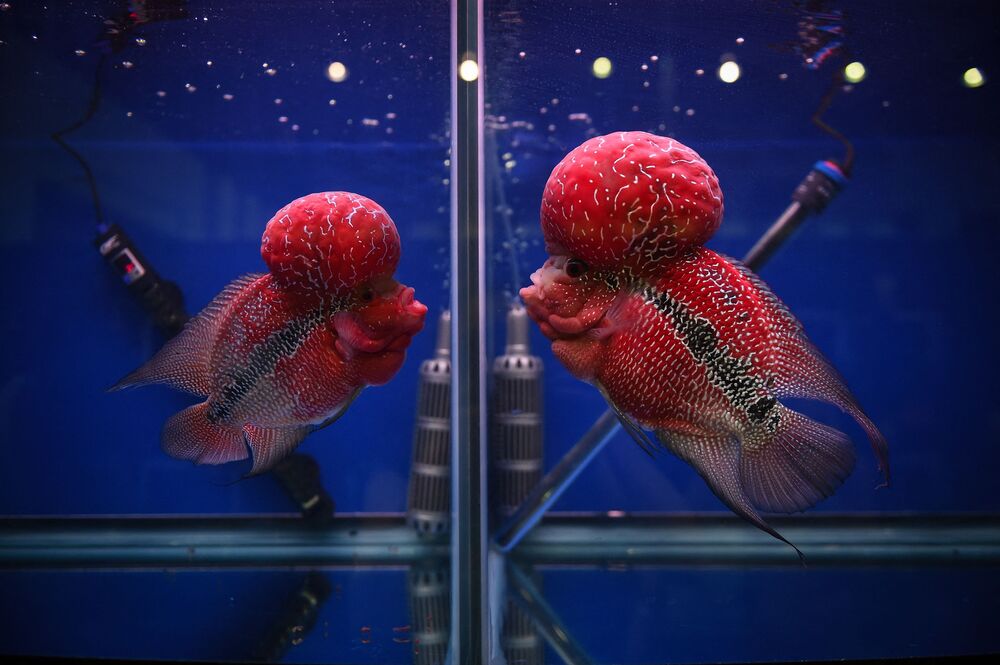 曼谷热带观赏鱼展上两条罗汉鱼在不同的鱼缸里相互对望