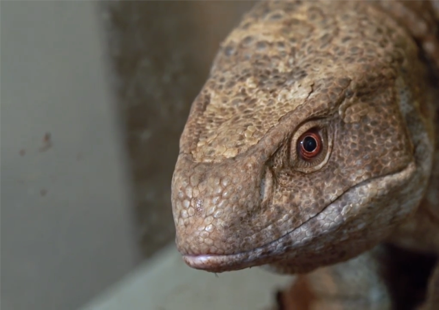 给肥胖巨蜥减肥