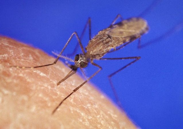 疟疾- 俄罗斯卫星通讯社
