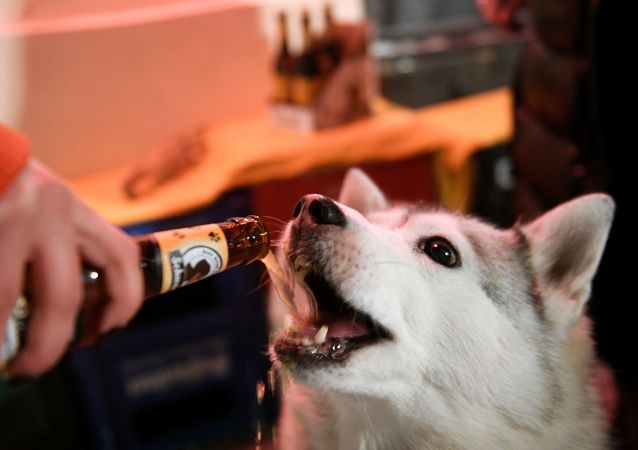 主人在莫斯科underdog酒吧用尾巴(schwanz)啤酒款待他的狗狗