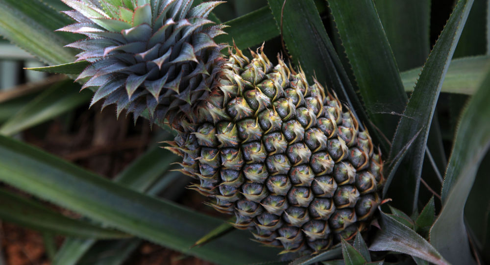 暂停进口台湾菠萝中国国台办这是正常的生物安全防范举措