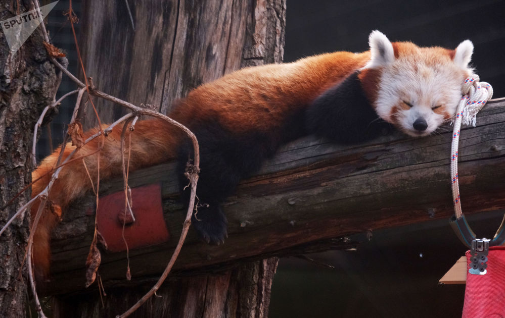 莫斯科动物园,睡在围栏原木上的小熊猫.