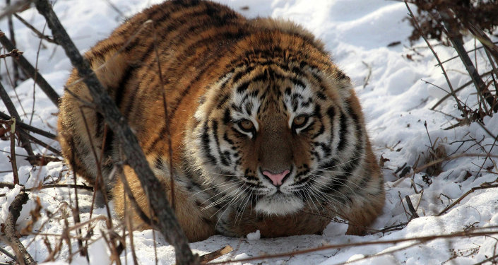 阿穆尔虎(东北虎)