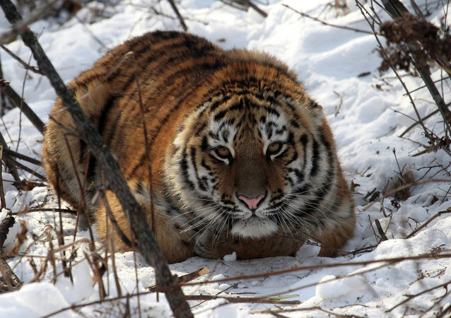 阿穆尔虎 - 今日最新新闻和有关该话题的主要事件 - 俄罗斯卫星通讯社