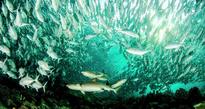 俄符拉迪沃斯托克滨海海洋水族馆馆长因涉嫌腐败被捕 - 俄罗斯卫星