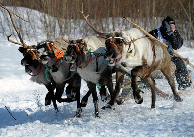 俄國防部:北極摩步旅偵察兵已會駕駛鹿拉雪橇