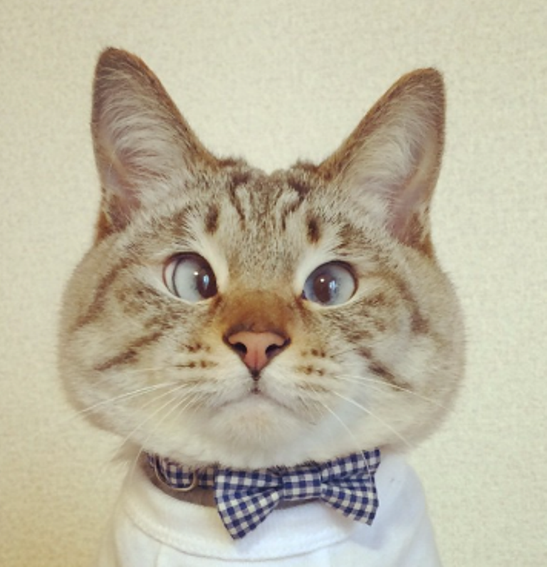 日本"对眼猫"成社交网络新星 - 2016年11月10日, 俄罗斯卫星通讯社