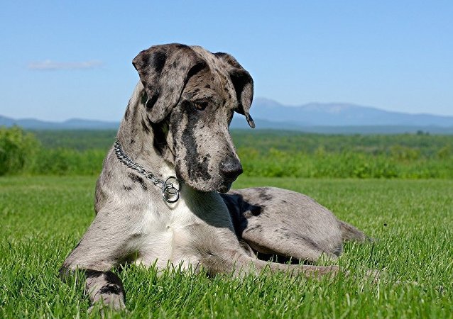 一只德国看门犬