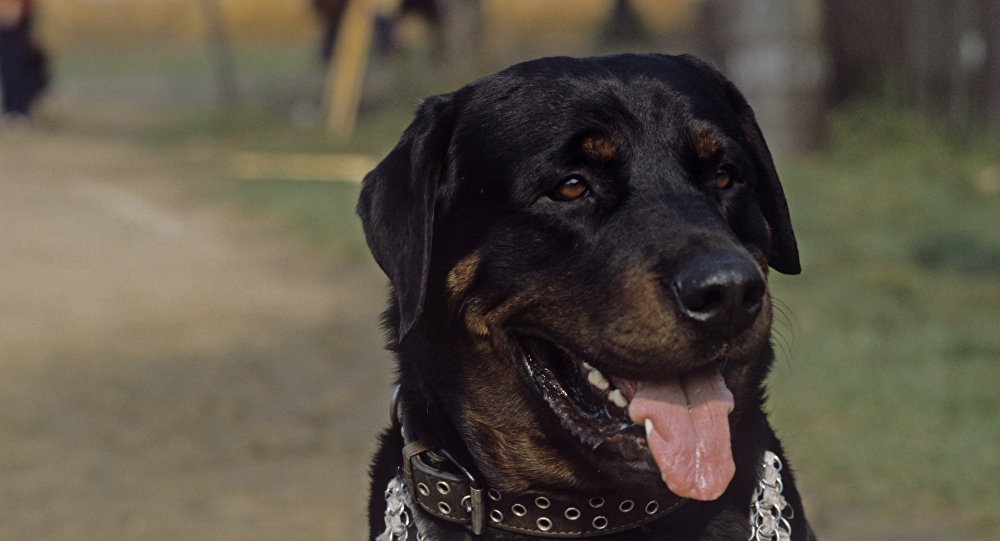 忠犬给医生开门拯救主人性命