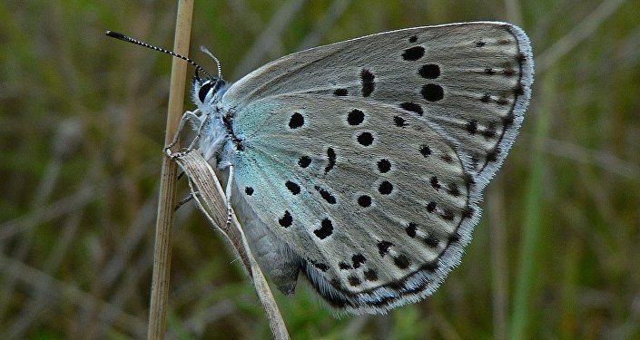 科学家:蝴蝶开始在美国神秘地灭绝