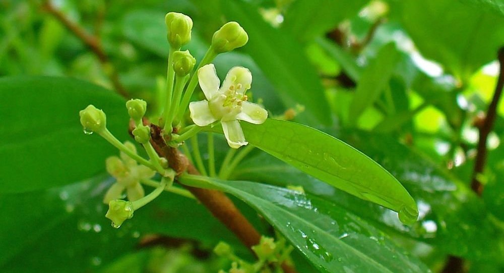 联合国:哥伦比亚古柯树种植面积显著增加