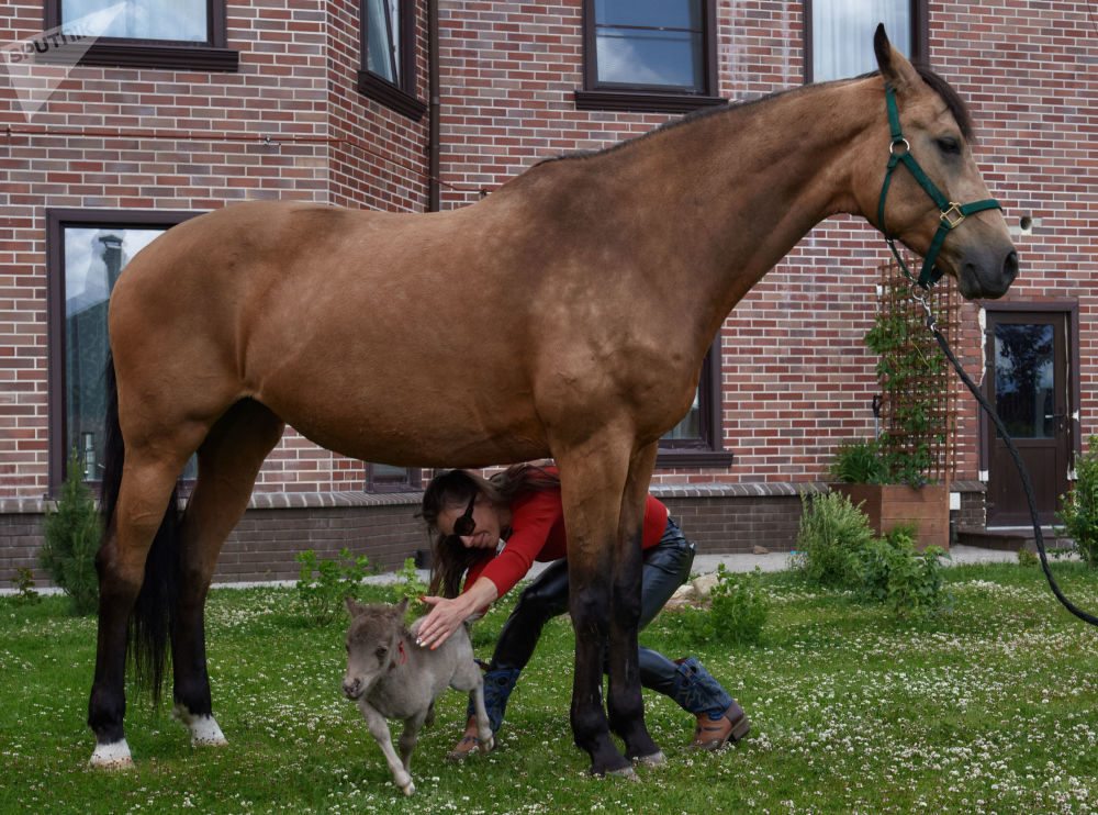 马场主叶连娜·奇斯佳科娃和自己养的宠物马