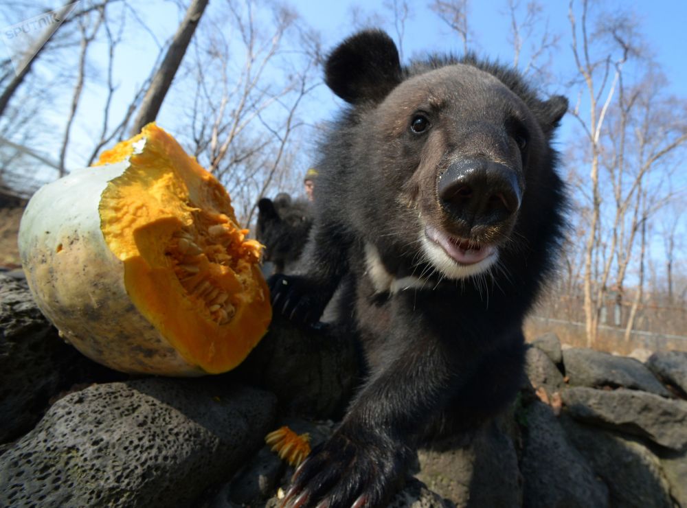 一只小黑熊在吃南瓜,滨海边疆区野生动物园