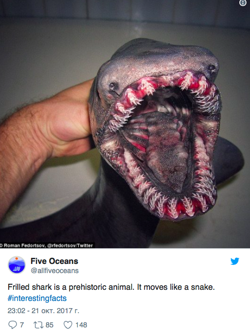 在葡萄牙捕获了一条史前鲨鱼 (图片)