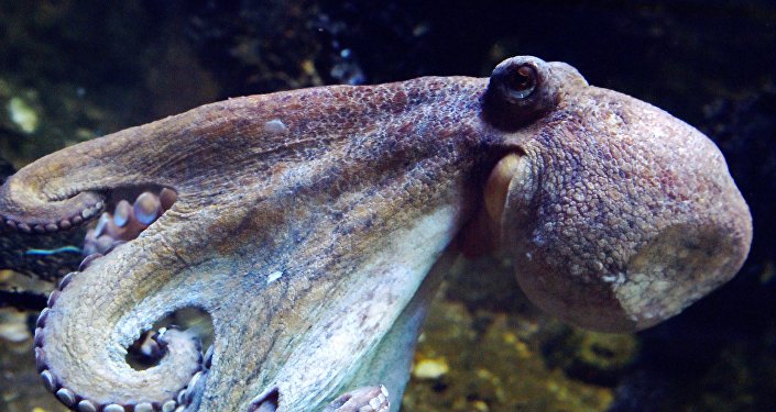 媒体:澳大利亚一只海豚活吞章鱼反被憋死