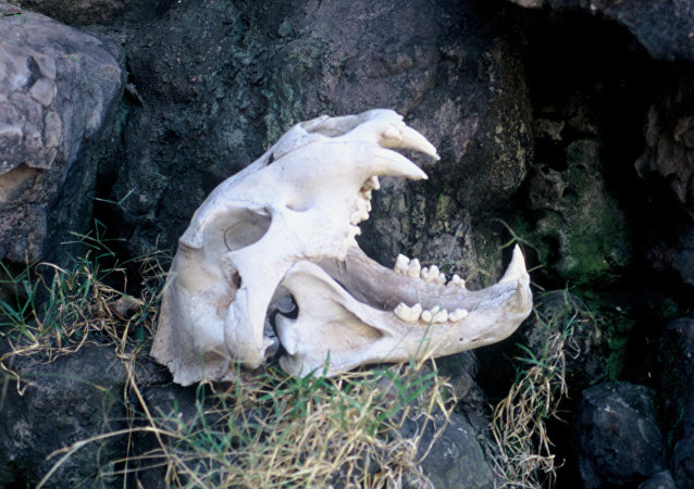 非洲现最大狮头骨