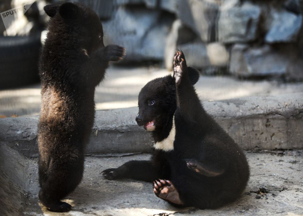 新西伯利亚动物园兽栏里的小亚洲黑熊